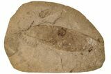 Miocene Fossil Legume Pod - Idaho #189556-1